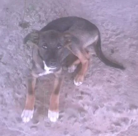 Cachorro raça Srd idade 2 a 6 meses nome Guliver