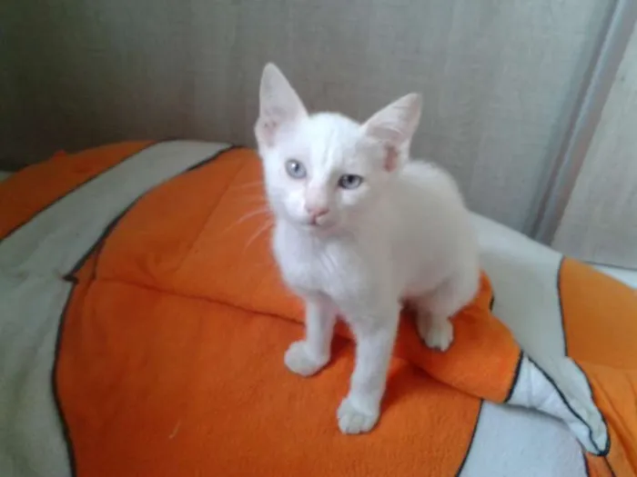 Gato ra a SRD idade 2 a 6 meses nome MAGNUS