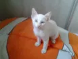 MAGNUS