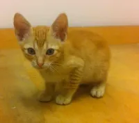 Gato ra a SRD idade 2 a 6 meses nome DO RÉ MI