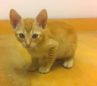 Gato ra a SRD idade 2 a 6 meses nome DO RÉ MI