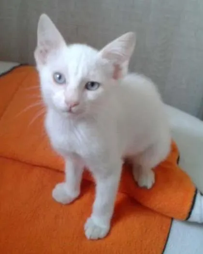 Gato ra a SRD idade 2 a 6 meses nome MAGNUS