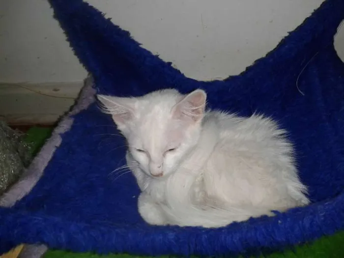 Gato ra a SRD idade 2 a 6 meses nome BJORN