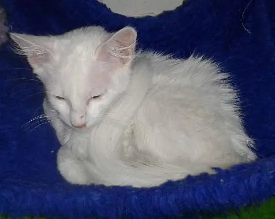 Gato ra a SRD idade 2 a 6 meses nome BJORN