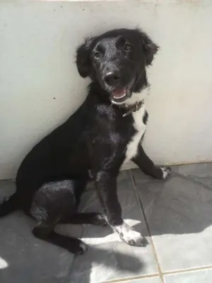 Cachorro raça NDF idade 2 a 6 meses nome BERENICE