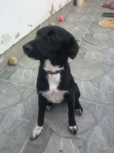 Cachorro ra a NDF idade 2 a 6 meses nome BERENICE