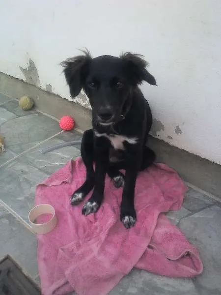 Cachorro ra a NDF idade 2 a 6 meses nome CHARLOTE