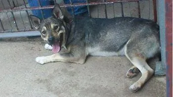 Cachorro ra a SRD idade 1 ano nome Sheik