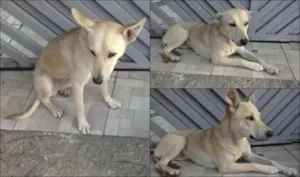 Cachorro raça Labrador idade 1 ano nome Princesa GRATIFICA