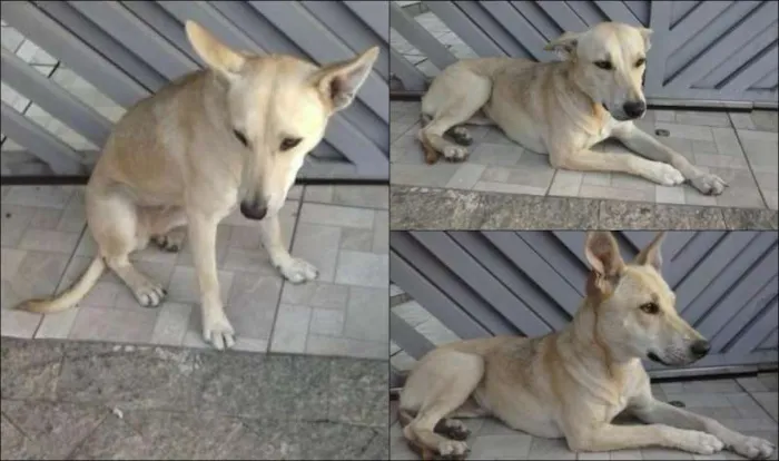 Cachorro ra a Labrador idade 1 ano nome Princesa GRATIFICA
