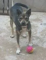 Cachorro raça SRD idade 1 ano nome Sheik