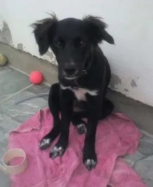 Cachorro raça NDF idade 2 a 6 meses nome CHARLOTE