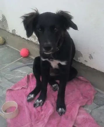 Cachorro ra a NDF idade 2 a 6 meses nome CHARLOTE