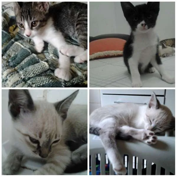 Gato ra a SRD idade 2 a 6 meses nome Gatos