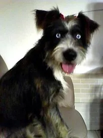 Cachorro ra a Poodle idade 3 anos nome Baby e Bella