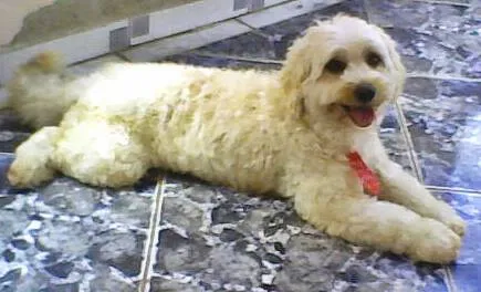 Cachorro ra a Poodle idade 3 anos nome Baby e Bella