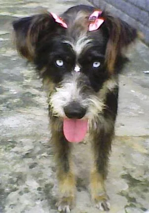 Cachorro ra a Poodle idade 3 anos nome Baby e Bella
