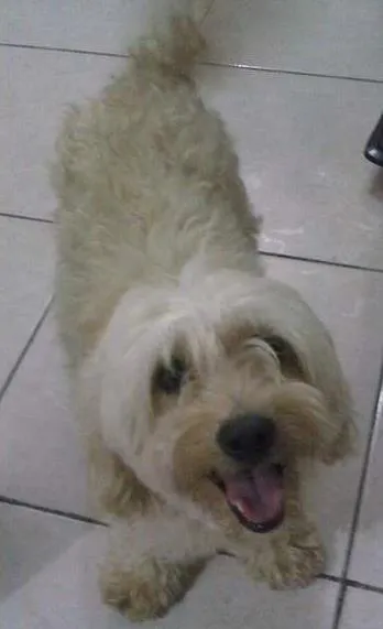 Cachorro ra a Poodle idade 3 anos nome Baby e Bella