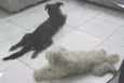 Baby e Bella