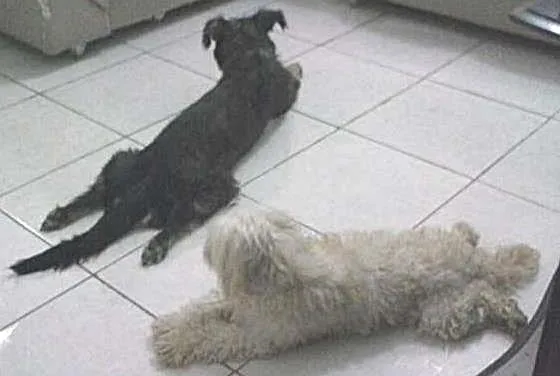 Cachorro ra a Poodle idade 3 anos nome Baby e Bella