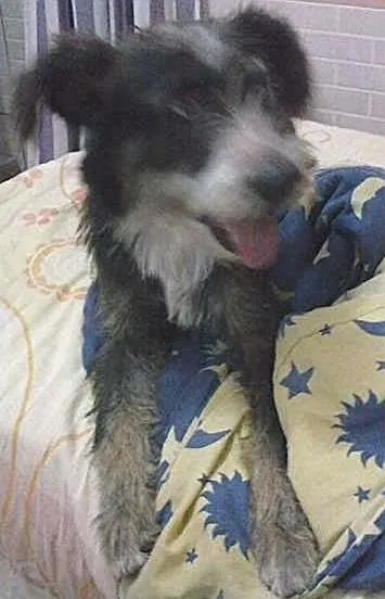 Cachorro ra a Poodle idade 3 anos nome Baby e Bella