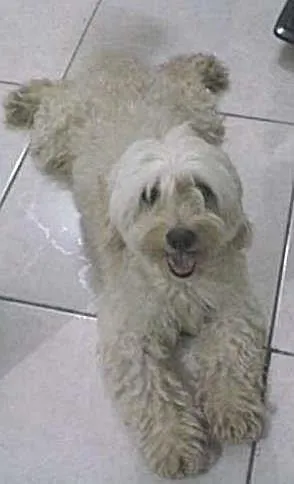 Cachorro ra a Poodle idade 3 anos nome Baby e Bella
