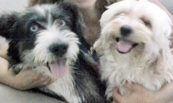 Cachorro ra a Poodle idade 3 anos nome Baby e Bella