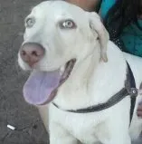 Cachorro ra a Labrador idade 2 a 6 meses nome Kakau