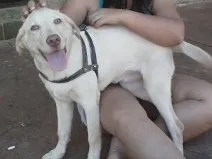 Cachorro ra a Labrador idade 2 a 6 meses nome Kakau