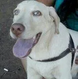 Cachorro raça Labrador idade 2 a 6 meses nome Kakau