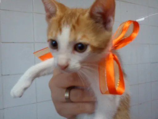 Gato raça SRD idade 2 a 6 meses nome Michel