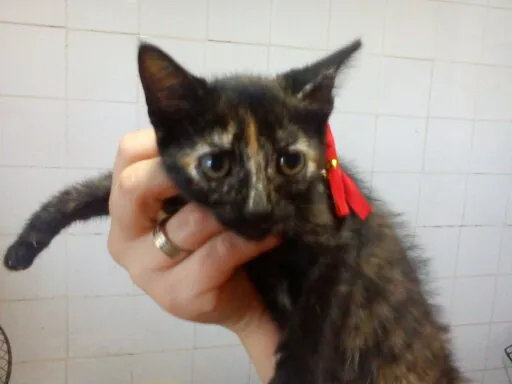 Gato raça SRD idade 2 a 6 meses nome Nina