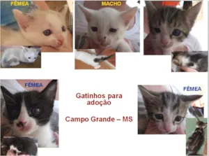 Gato raça Dv idade  nome Lindos gatinhos