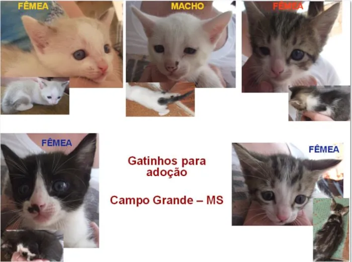 Gato ra a Dv idade nome Lindos gatinhos