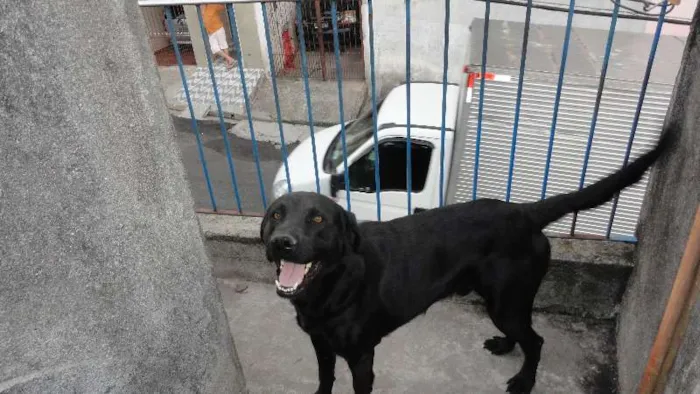 Cachorro ra a Labrador mestiço idade 3 anos nome tek