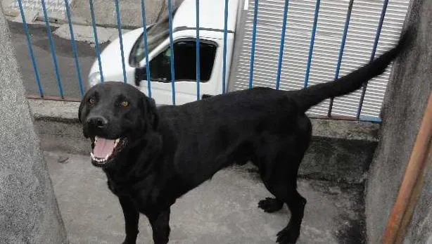 Cachorro ra a Labrador mestiço idade 3 anos nome tek