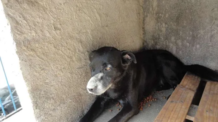 Cachorro ra a Labrador mestiço idade 3 anos nome tok