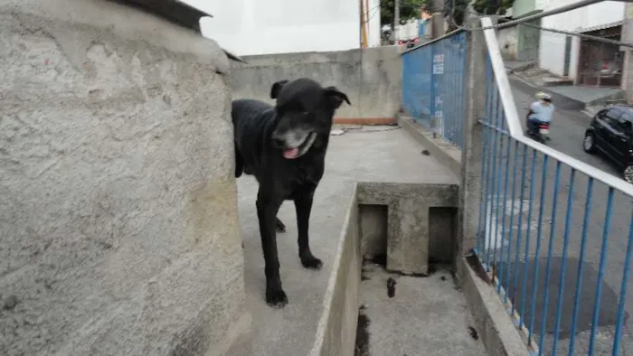 Cachorro ra a Labrador mestiço idade 3 anos nome tok