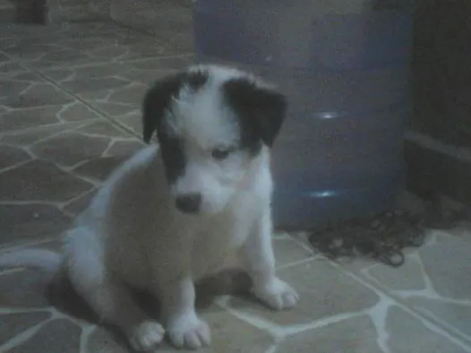 Cachorro ra a mistura idade Abaixo de 2 meses nome Me Adote