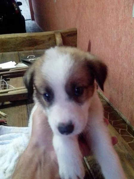 Cachorro ra a mistura idade Abaixo de 2 meses nome Me Adote