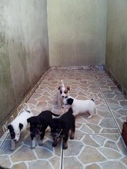Cachorro ra a mistura idade Abaixo de 2 meses nome Me Adote