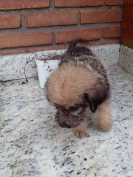 Cachorro ra a mistura idade Abaixo de 2 meses nome Me Adote