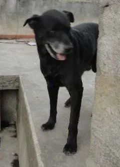 Cachorro ra a Labrador mestiço idade 3 anos nome tok