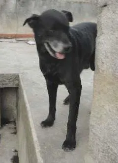Cachorro ra a Labrador mestiço idade 3 anos nome tok
