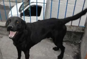 Cachorro raça Labrador mestiço idade 3 anos nome tek