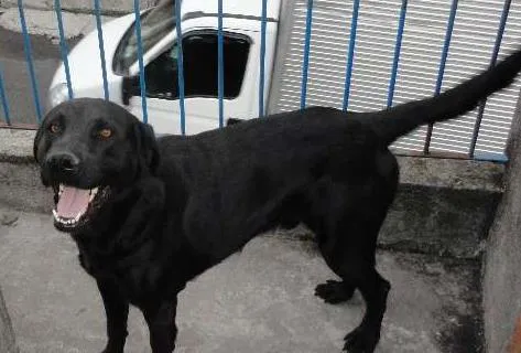 Cachorro ra a Labrador mestiço idade 3 anos nome tek
