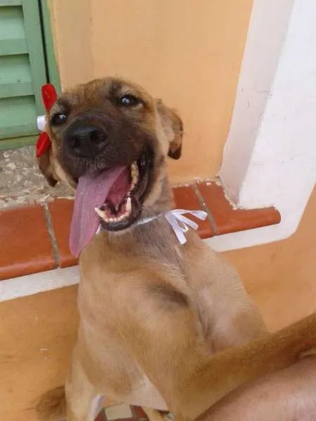 Cachorro ra a SRD idade 3 anos nome Charlote