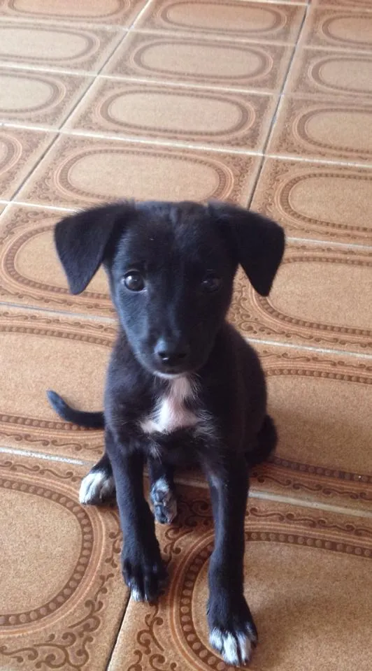 Cachorro ra a Vira-Lata idade 2 a 6 meses nome Catarina
