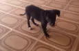 Catarina