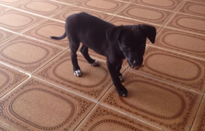 Cachorro ra a Vira-Lata idade 2 a 6 meses nome Catarina